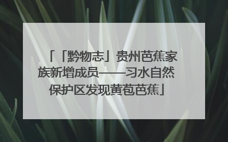 「黔物志」贵州芭蕉家族新增成员——习水自然保护区发现黄苞芭蕉