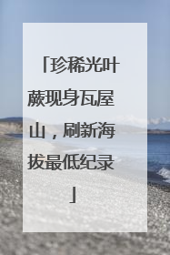 珍稀光叶蕨现身瓦屋山，刷新海拔最低纪录