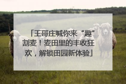 王哥庄喊你来“趣”割麦！麦田里的丰收狂欢，解锁田园新体验