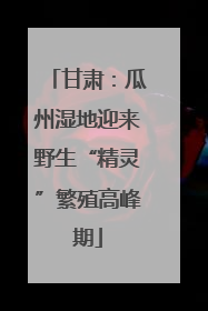 甘肃：瓜州湿地迎来野生“精灵”繁殖高峰期