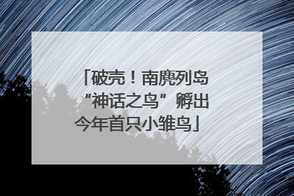 破壳！南麂列岛“神话之鸟”孵出今年首只小雏鸟