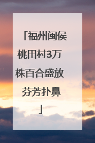 福州闽侯桃田村3万株百合盛放 芬芳扑鼻