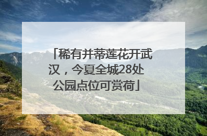 稀有并蒂莲花开武汉，今夏全城28处公园点位可赏荷