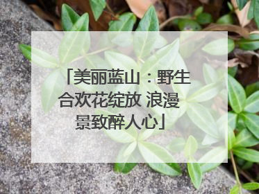 美丽蓝山：野生合欢花绽放 浪漫景致醉人心