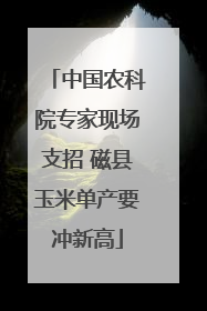 中国农科院专家现场支招 磁县玉米单产要冲新高