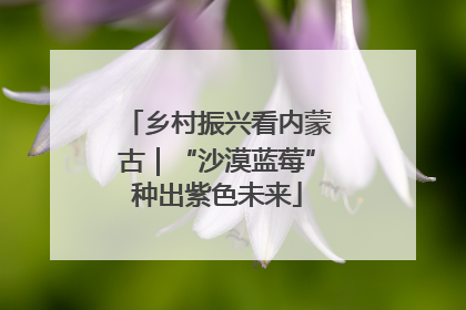 乡村振兴看内蒙古｜“沙漠蓝莓”种出紫色未来