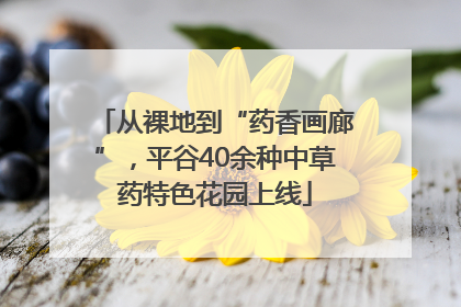 从裸地到“药香画廊”，平谷40余种中草药特色花园上线