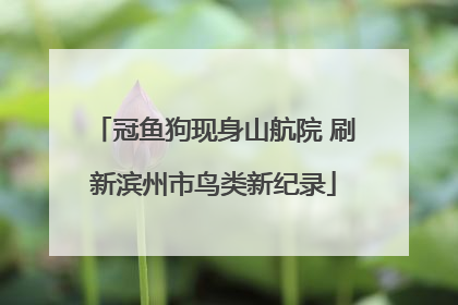 冠鱼狗现身山航院 刷新滨州市鸟类新纪录