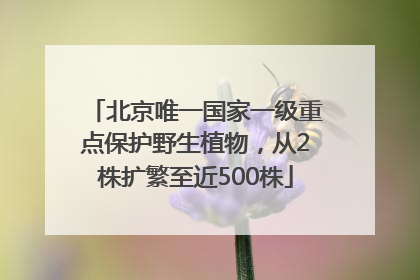 北京唯一国家一级重点保护野生植物，从2株扩繁至近500株