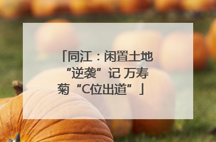 同江：闲置土地“逆袭”记 万寿菊“C位出道”