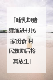 哺乳期猪獾溜进村民家觅食 村民救助后将其放生
