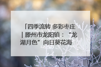 四季流转 多彩枣庄｜滕州市龙阳镇：“龙湖月色”向日葵花海 绘就乡村振兴新画卷