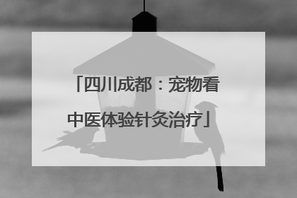 四川成都：宠物看中医体验针灸治疗