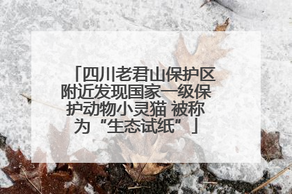 四川老君山保护区附近发现国家一级保护动物小灵猫 被称为“生态试纸”