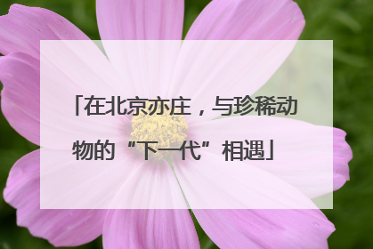 在北京亦庄，与珍稀动物的“下一代”相遇