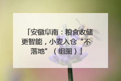 安徽阜南：粮食收储更智能，小麦入仓“不落地”（组图）
