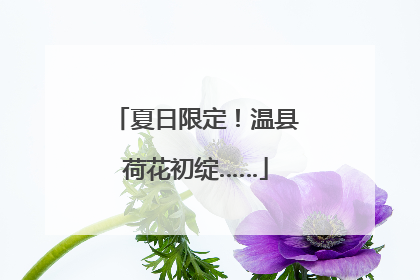 夏日限定！温县荷花初绽……