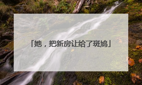 她，把新房让给了斑鸠