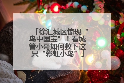 徐汇城区惊现“鸟中国宝”！看城管小哥如何救下这只“彩虹小鸟”