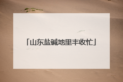山东盐碱地里丰收忙
