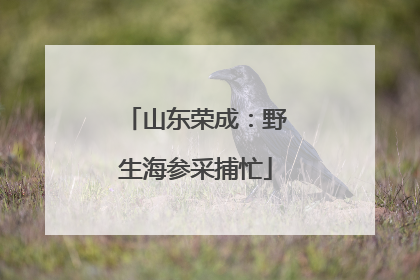 山东荣成：野生海参采捕忙