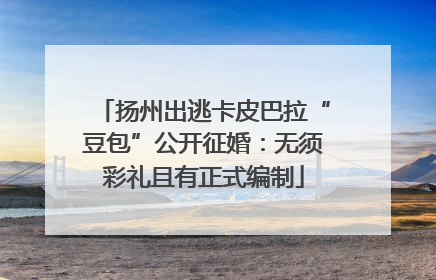 扬州出逃卡皮巴拉“豆包”公开征婚：无须彩礼且有正式编制