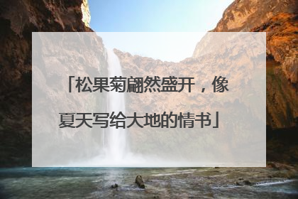 松果菊翩然盛开，像夏天写给大地的情书