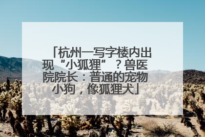 杭州一写字楼内出现“小狐狸”？兽医院院长：普通的宠物小狗，像狐狸犬