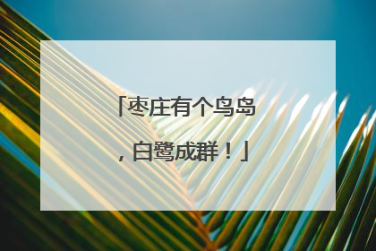 枣庄有个鸟岛，白鹭成群！