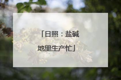 日照：盐碱地里生产忙