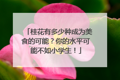 桂花有多少种成为美食的可能？你的水平可能不如小学生！
