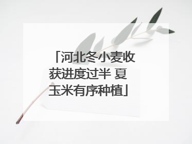 河北冬小麦收获进度过半 夏玉米有序种植