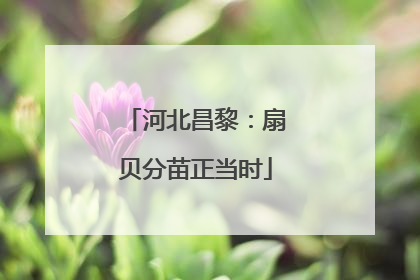 河北昌黎：扇贝分苗正当时