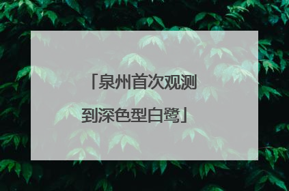 泉州首次观测到深色型白鹭