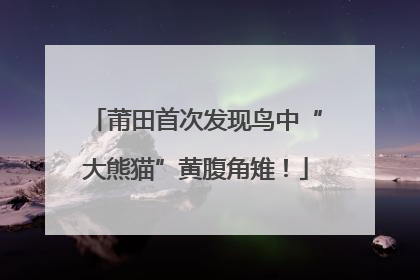 莆田首次发现鸟中“大熊猫”黄腹角雉！