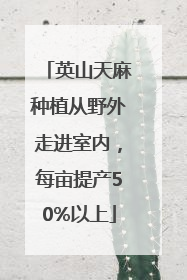 英山天麻种植从野外走进室内，每亩提产50%以上