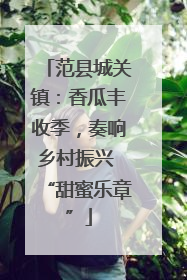 范县城关镇：香瓜丰收季，奏响乡村振兴 “甜蜜乐章”