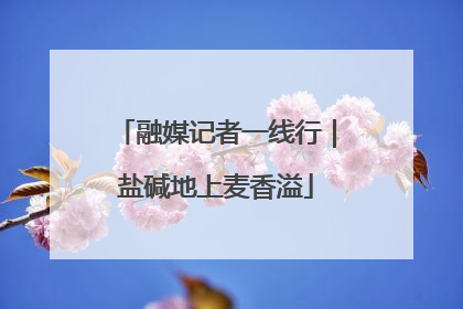 融媒记者一线行｜盐碱地上麦香溢