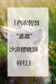 西农智慧“灌溉” 沙漠樱桃别样红