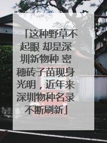 这种野草不起眼 却是深圳新物种 密穗砖子苗现身光明，近年来深圳物种名录不断刷新