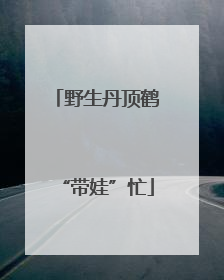 野生丹顶鹤“带娃”忙