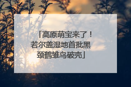 高原萌宝来了！若尔盖湿地首批黑颈鹤雏鸟破壳