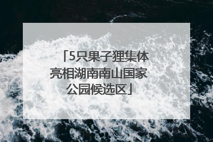 5只果子狸集体亮相湖南南山国家公园候选区